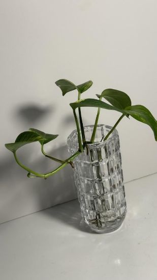 صورة نبتة البوتس